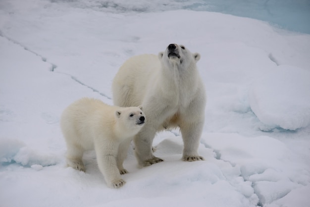 Мать и детеныш белого медведя (Ursus maritimus) на паковом льду к северу от Шпицбергена