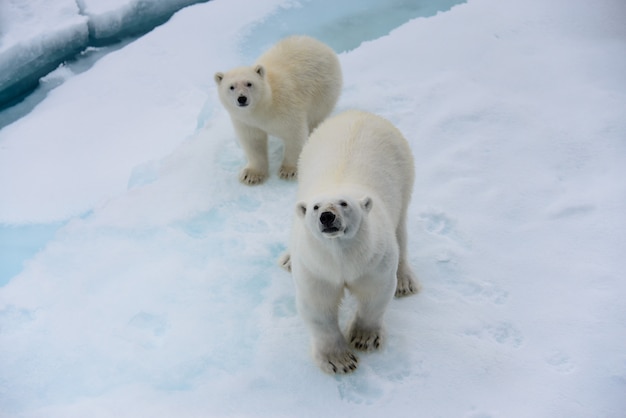 Мать и детеныш белого медведя (Ursus maritimus) на паковом льду к северу от Шпицбергена