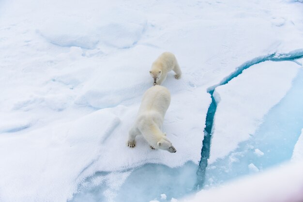 ホッキョクグマ（Ursus maritimus）の母と子カブ、スバールバル諸島北極圏ノルウェーの北