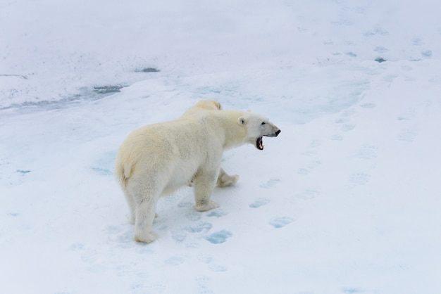 Мать и детеныш белого медведя (Ursus maritimus) на паковом льду к северу от Шпицбергена