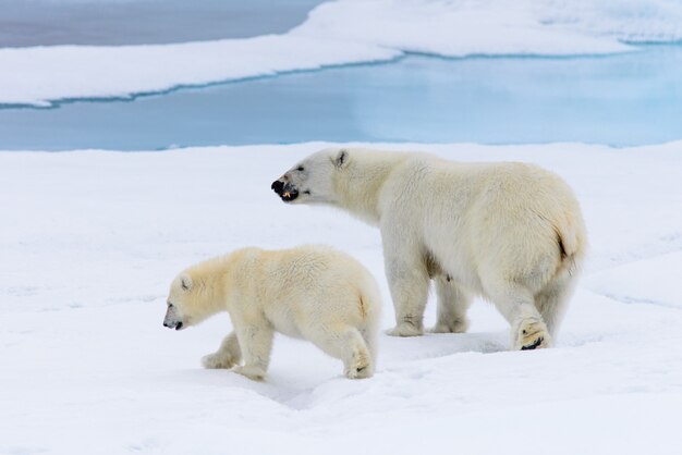 Мать и детеныш белого медведя (Ursus maritimus) на паковом льду к северу от Шпицбергена