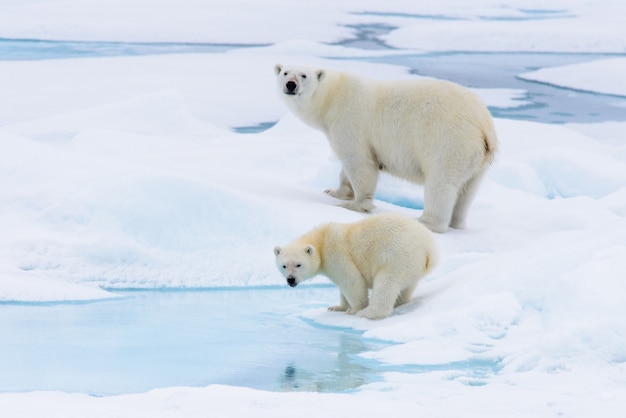 Polar bear (Ursus maritimus) mother and cub on the pack ice, north of Svalbard Arctic Norway