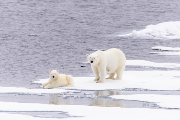 Polar bear (Ursus maritimus) mother and cub on the pack ice, north of Svalbard Arctic Norway