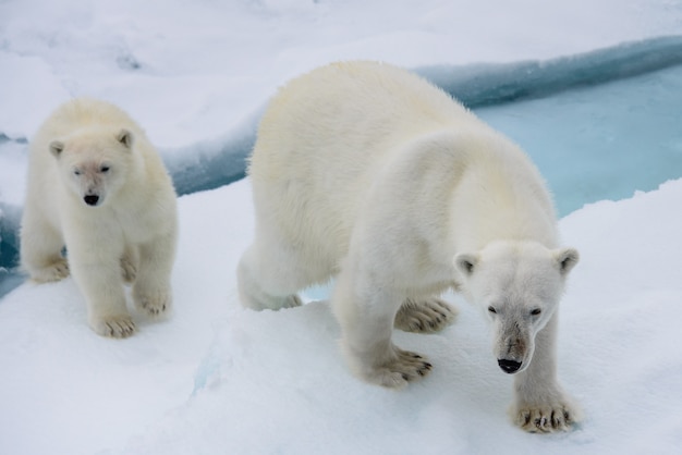 Мать и детеныш белого медведя (Ursus maritimus) на паковом льду к северу от Шпицбергена