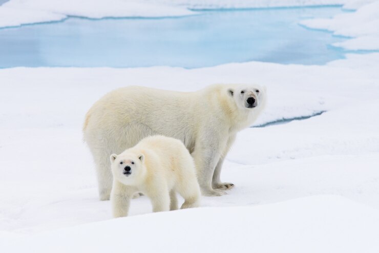 ホッキョクグマ（Ursus maritimus）の母と子カブ、スバールバル諸島北極圏ノルウェーの北