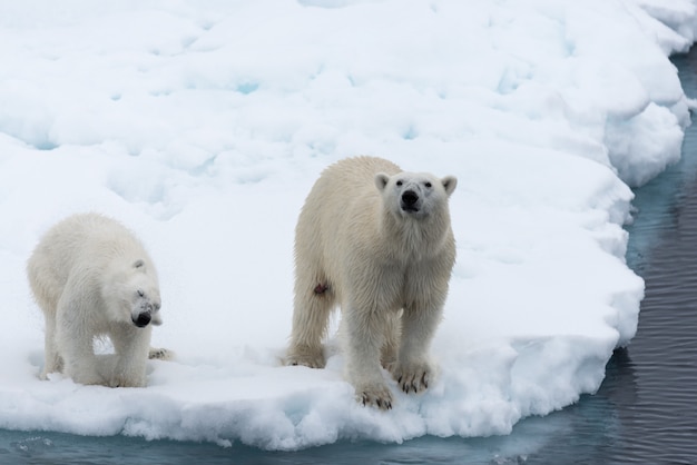 Белый медведь (Ursus maritimus) мать и детеныш на паковом льду