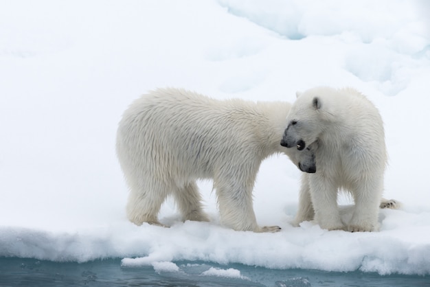 Белый медведь (Ursus maritimus) мать и детеныш на паковом льду