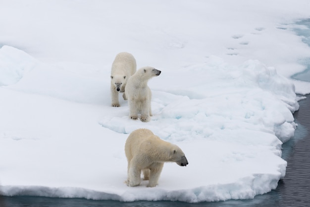 Белый медведь (Ursus maritimus) мать и близнецы на паковом льду