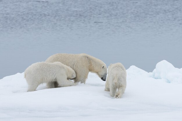Photo polar bear (ursus maritimus) mother and twin cubs on the pack ice