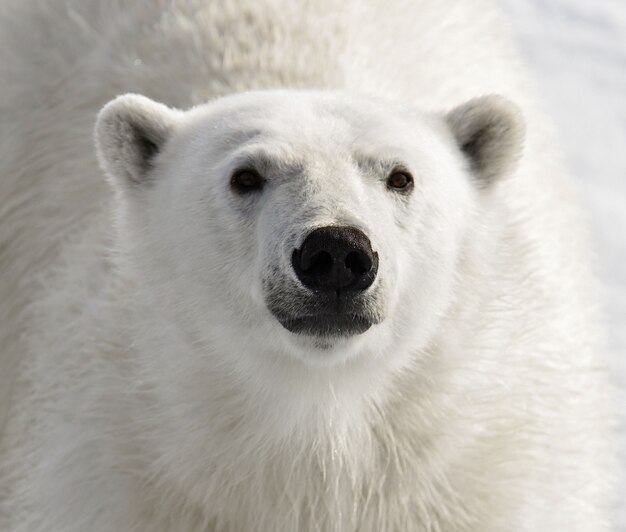 Фото Белый медведь (ursus maritimus) на паковом льду к северу от острова шпицберген, шпицберген, норвегия, скандинавия, европа