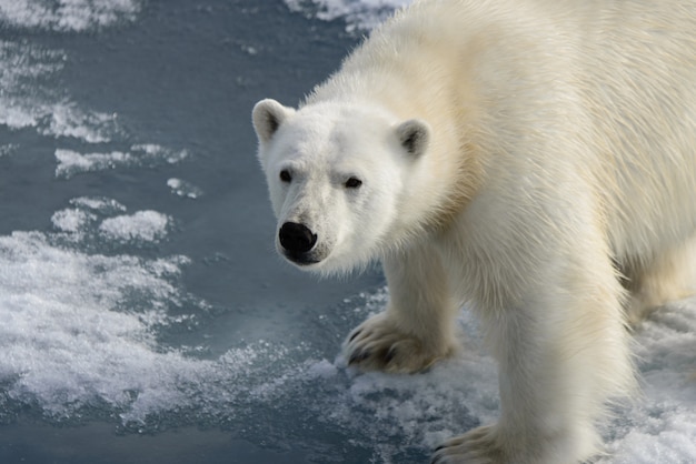 Polar bear (Ursus maritimus) on the pack  ice north of Spitsbergen Island, Svalbard, Norway, Scandinavia, Europe