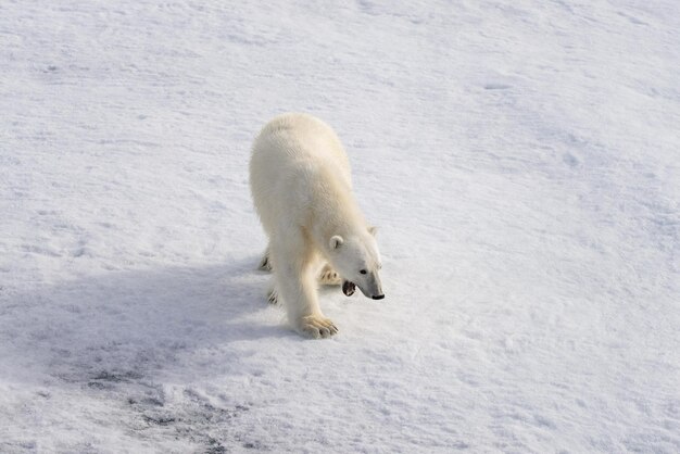 Polar bear ursus maritimus on the pack ice north of spitsbergen island svalbard norway scandinavia europe