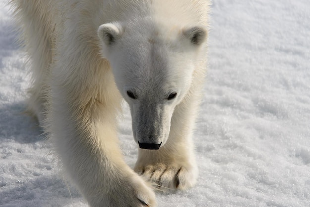 Polar bear Ursus maritimus on the pack ice north of Spitsbergen Island Svalbard Norway Scandinavia Europe