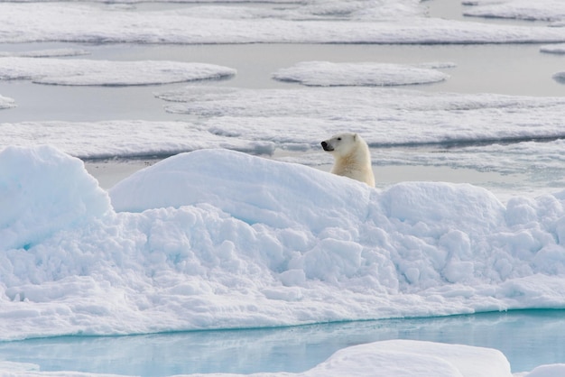 Polar bear Ursus maritimus on the pack ice north of Spitsbergen Island Svalbard Norway Scandinavia Europe