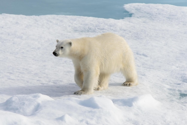 Белый медведь Ursus maritimus на паковом льду к северу от острова Шпицберген Шпицберген Норвегия Скандинавия Европа