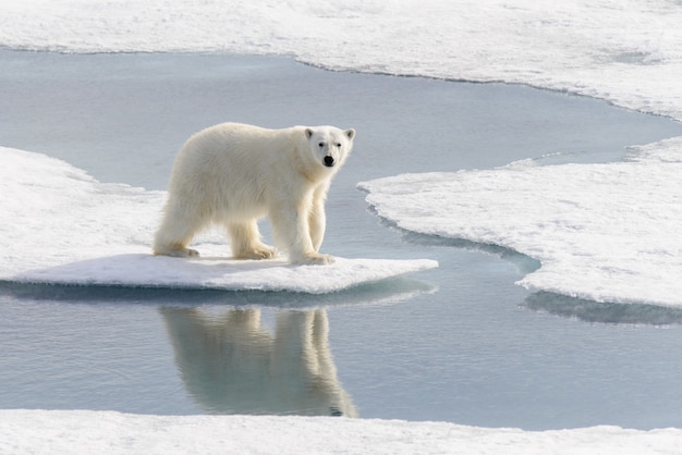 노르웨이 스피츠베르겐 섬 북쪽의 얼음덩어리에 있는 북극곰 Ursus maritimus