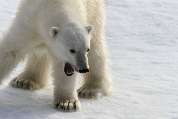 Белый медведь Ursus maritimus на паковом льду к северу от острова Шпицберген Шпицберген Норвегия