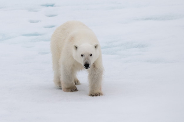 Белый медведь (Ursus maritimus) на паковом льду к северу от острова Шпицберген, Шпицберген