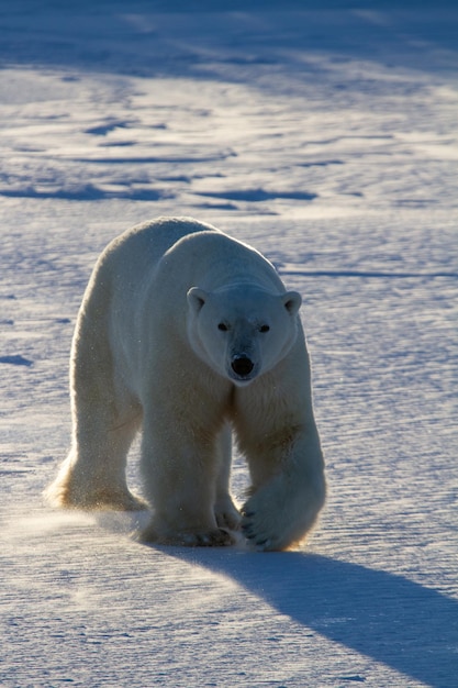 Foto orso polare o ursus maritimus che cammina sulla neve in condizioni di scarsa luminosità