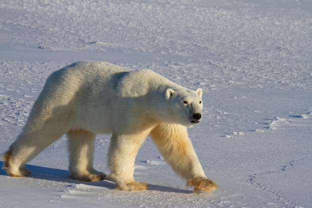 Polar Bear or Ursus Maritimus walking on snow on a sunny day, near Churchill, Manitoba Canada