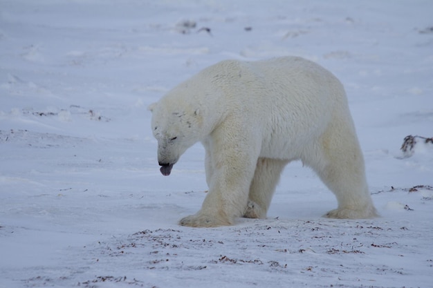 북극곰 우르수스 마리투미스(Ursus maritumis)가 바위 사이로 눈 위를 걸으며 혀를 내밀고 있다