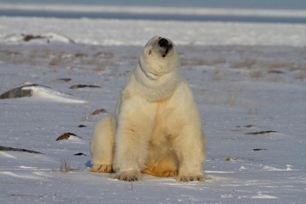 A polar bear, Ursus maritumus, sitting on snow among rocks and shaking its head