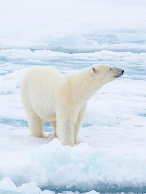 Orso polare che cammina sul ghiaccio nell'artico