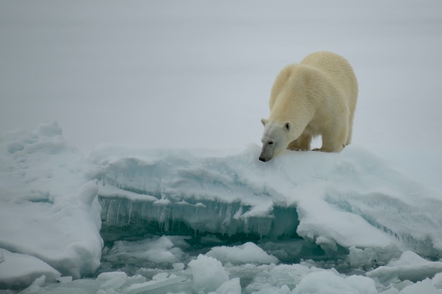 Photo polar bear walking on the ice in arctic.