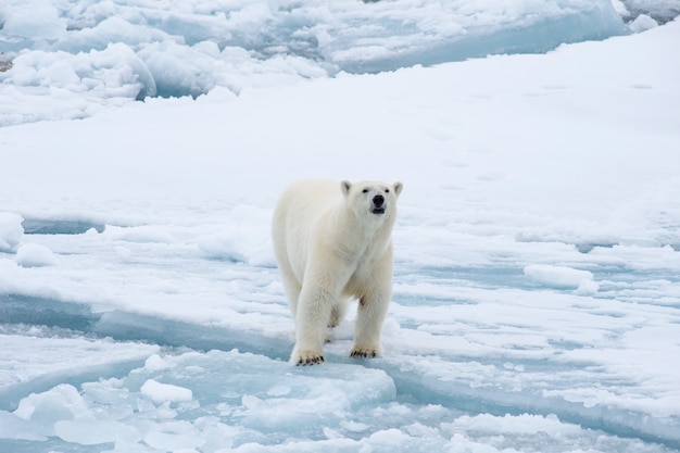 Polar bear walking on the ice in Arctic.