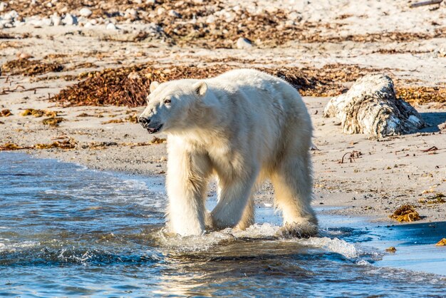 Фото Белый медведь идет в воду в арктике