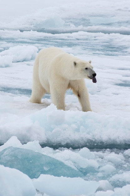 Фото Белый медведь идет по льду в арктике