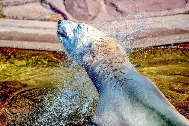 Foto spruzzatura d'acqua dell'orso polare