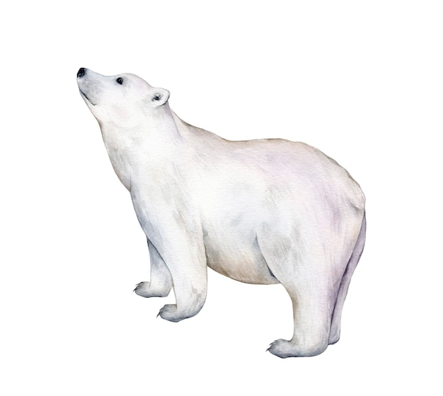 照片北极熊水彩插图孤立在白色背景草图动物可爱的野生熊的照片