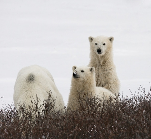 사진 툰드라에 새끼와 북극곰. 캐나다.