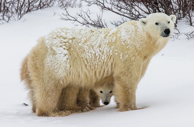 Polar bear with a cub in the tundra.