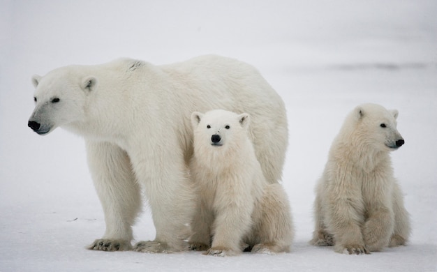 Polar bear with a cubs in the tundra. Canada.