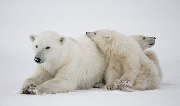 툰드라에 새끼와 북극곰. 캐나다.
