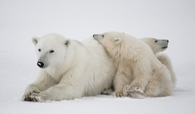 Polar bear with a cubs in the tundra. Canada.