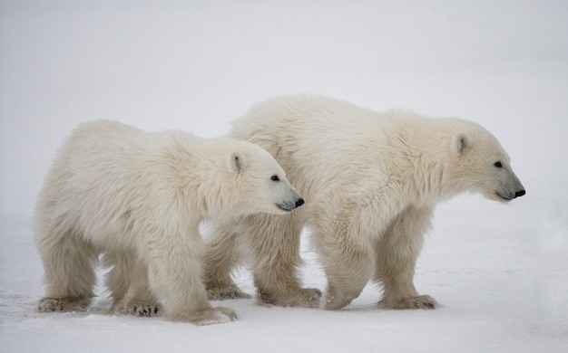 Polar bear with a cubs in the tundra. Canada.