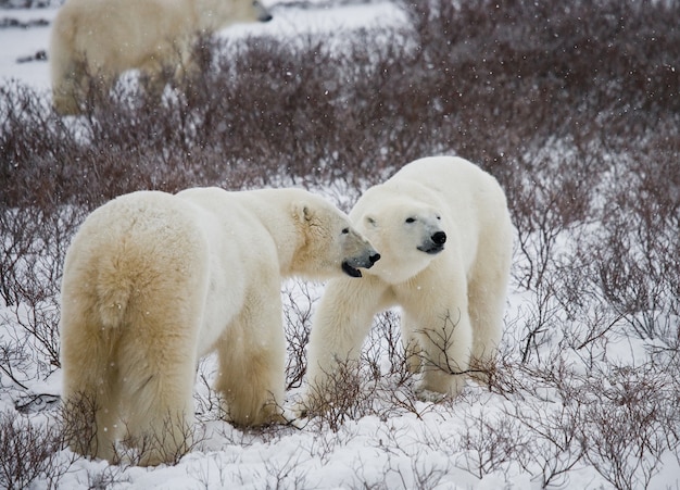 Orso polare con cuccioli nella tundra. canada.