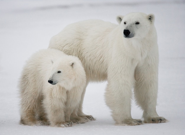 Polar bear with a cubs in the tundra. Canada.