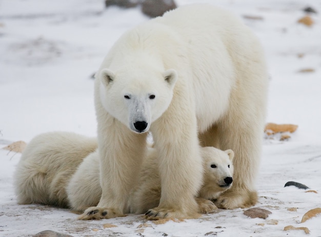 Белый медведь с медвежатами в тундре. Канада.