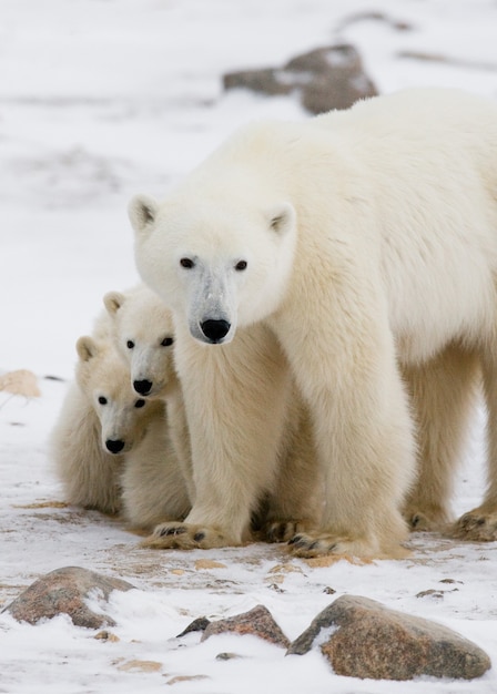 Polar bear with a cubs in the tundra. Canada.