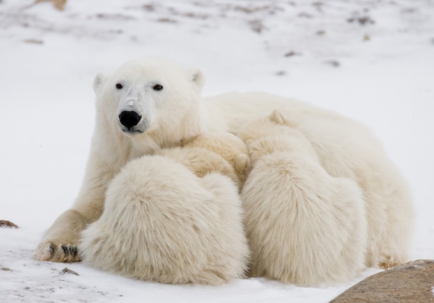 Polar bear with a cubs in the tundra. Canada.