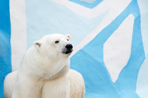 Polar bear in zoo against backdrop of ice scenery Portrait of a polar bear looking away