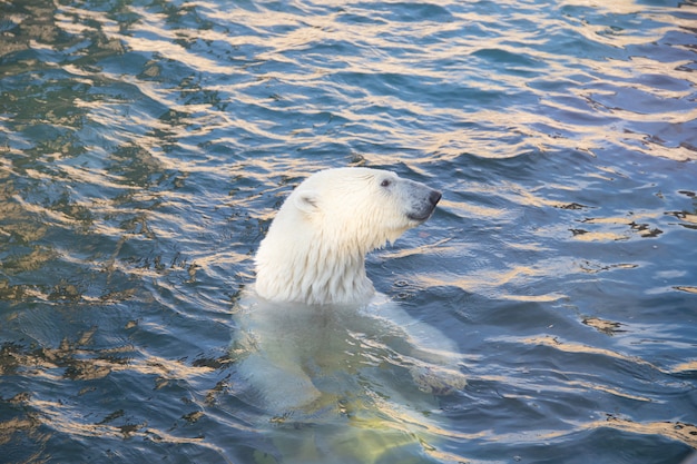 Polar bear at the zoo into the water