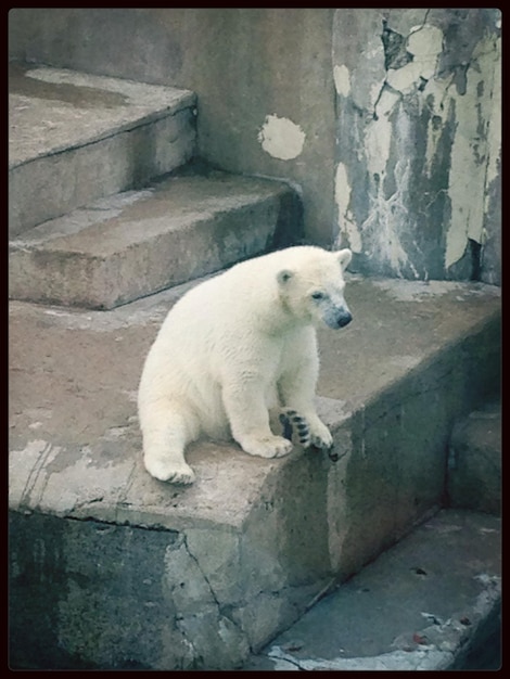 Foto orso polare nello zoo