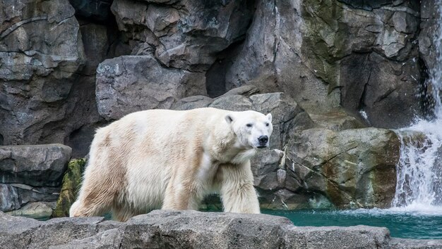 Photo polar bear at the zoo