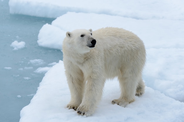 Photo polar bear