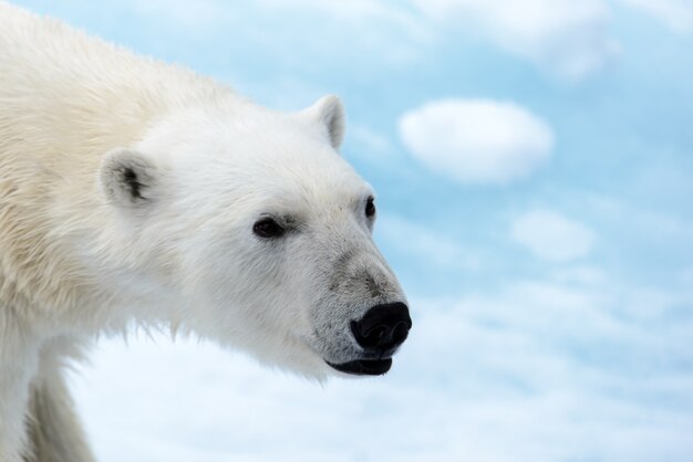 Photo polar bear